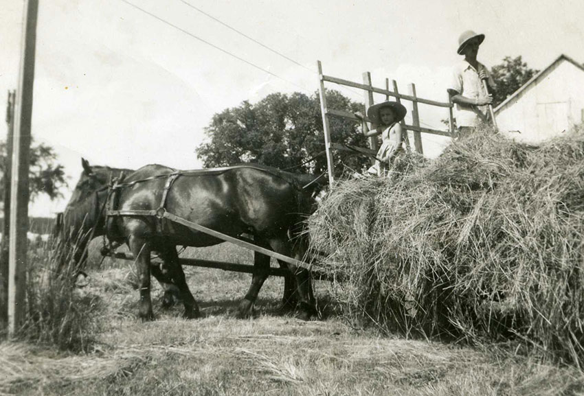 In a hayfield, a woman and a man load the crop onto a horse-drawn wagon.